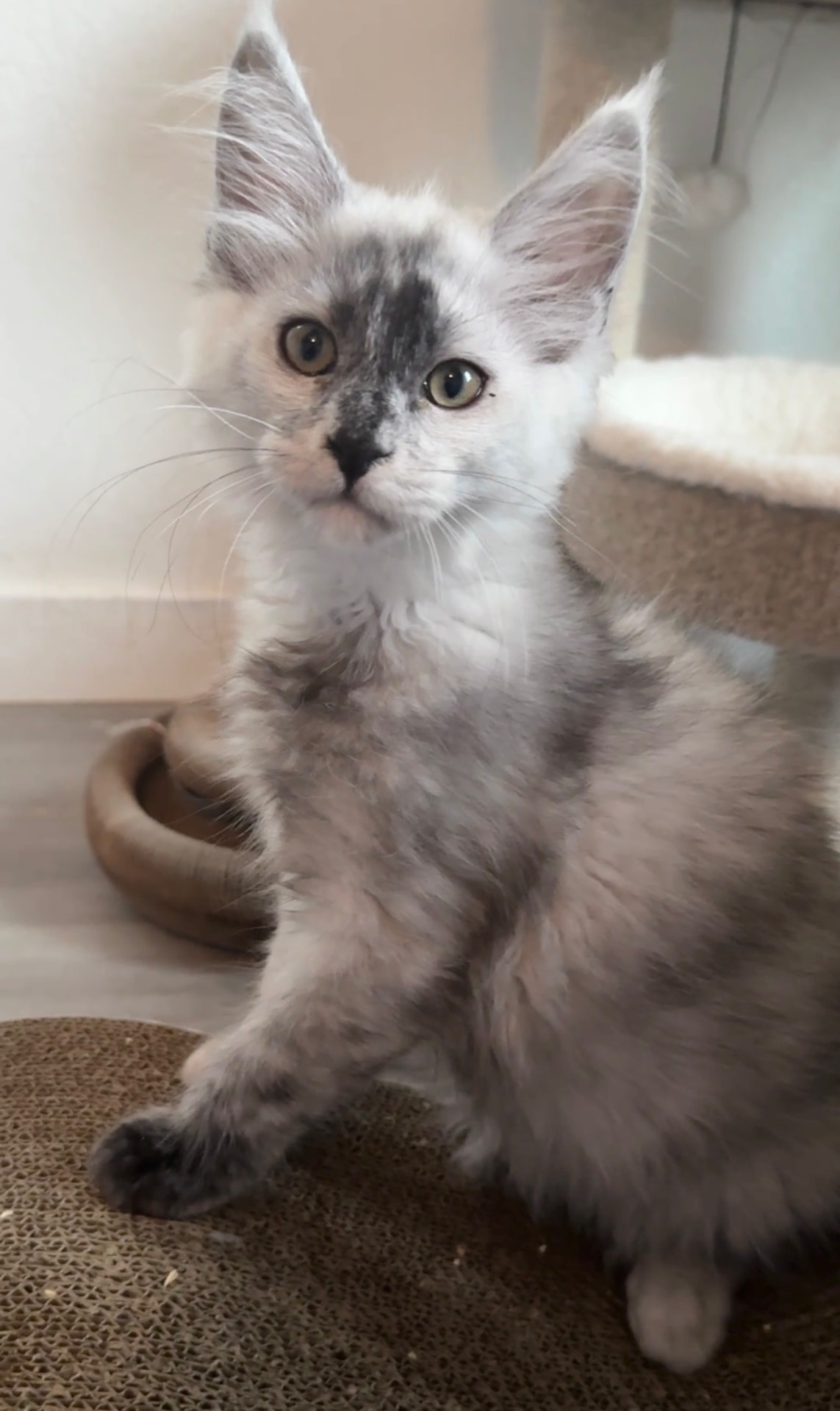 Bandit, photo 3