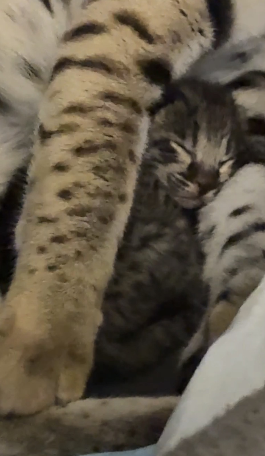 Duke, F2 Savannah kitten