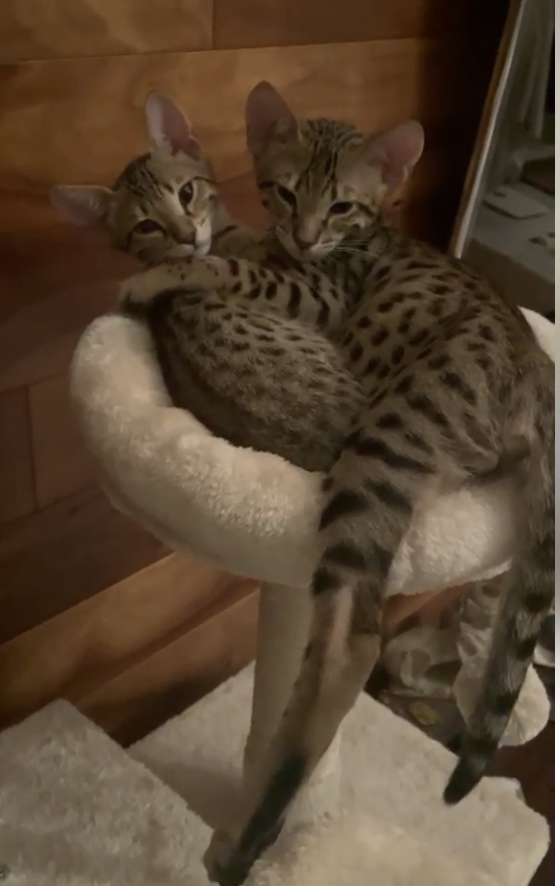 The two Savannah kittens together in their first weeks at home
