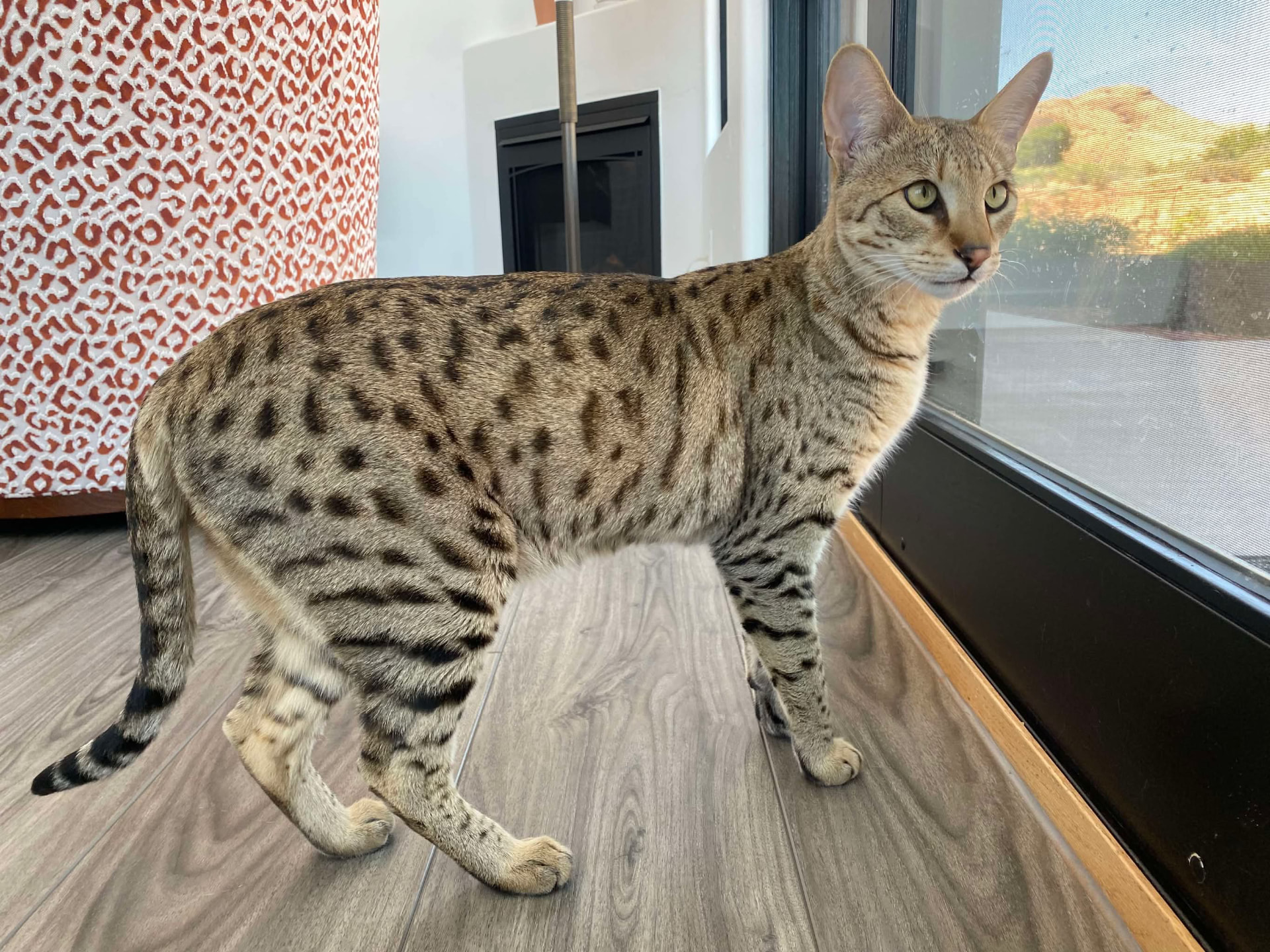 Standing in profile by the sliding door, full length on display