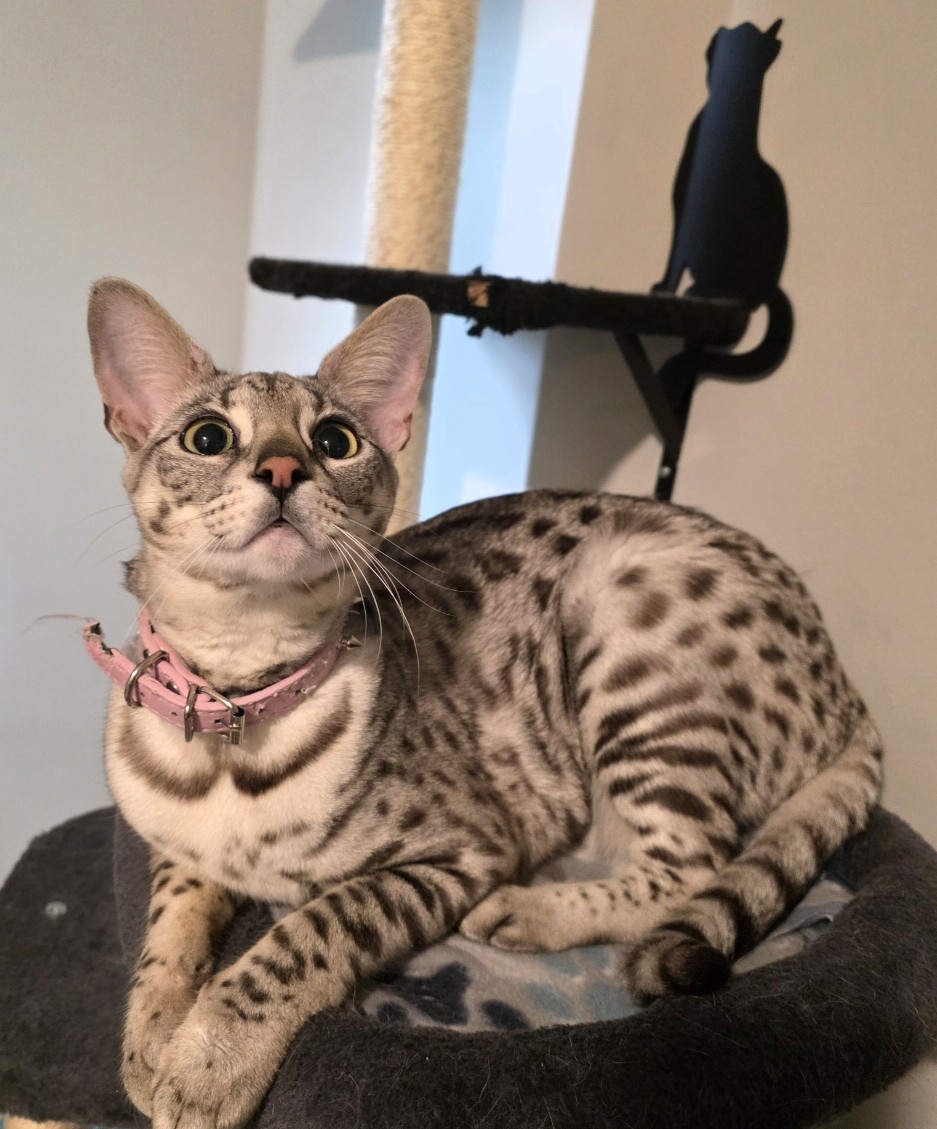 Luna on her cat tree
