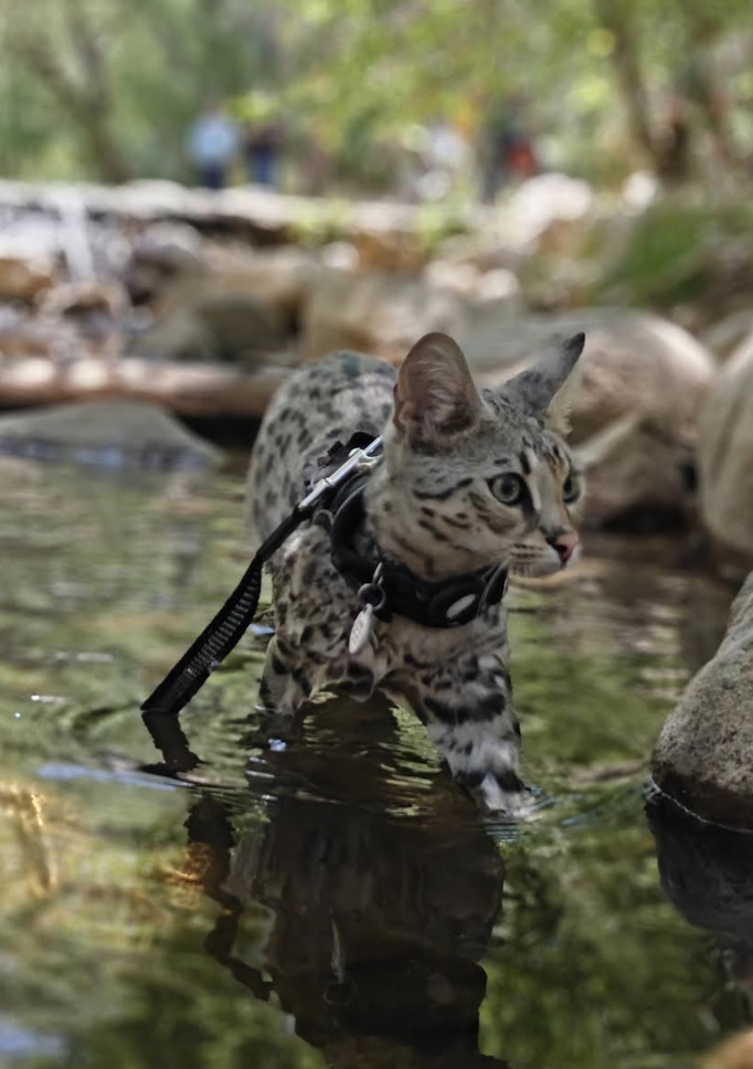 Oreo wading through a shallow creek on harness
