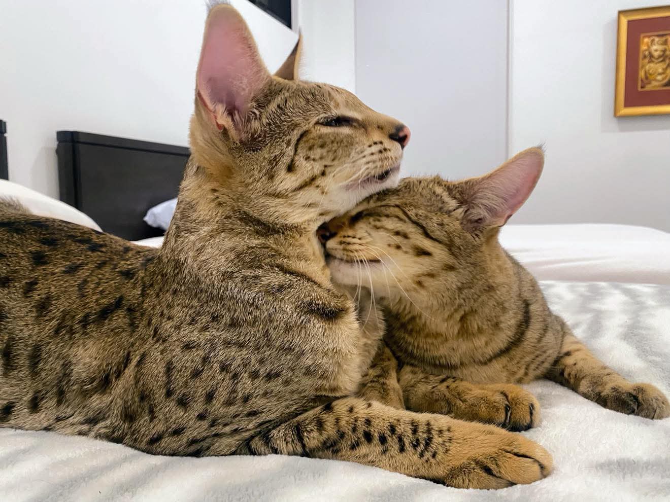 Max and Stella cuddling closely together on the bed