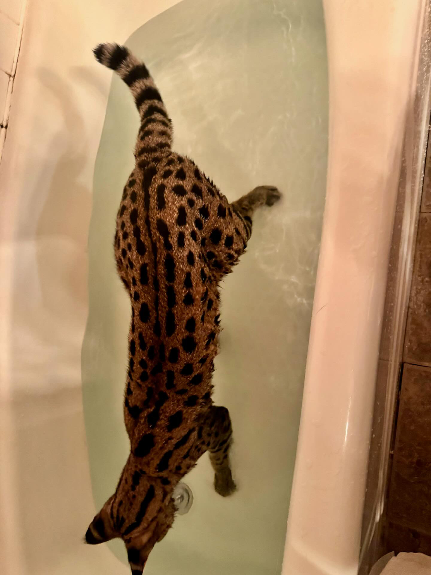 Odin wading through the bathtub, completely at ease in water