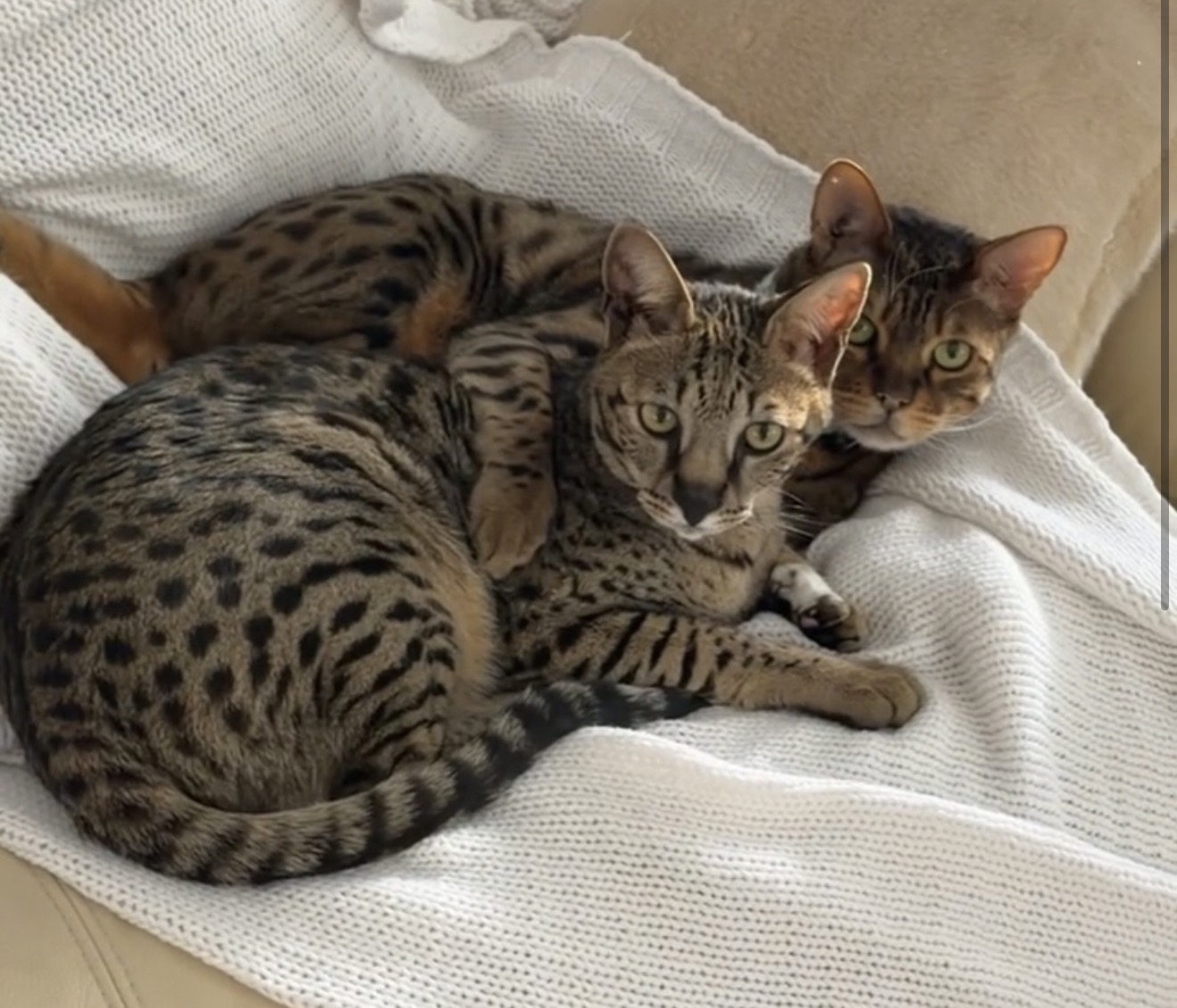 Annabelle curled up with the family's resident Savannah