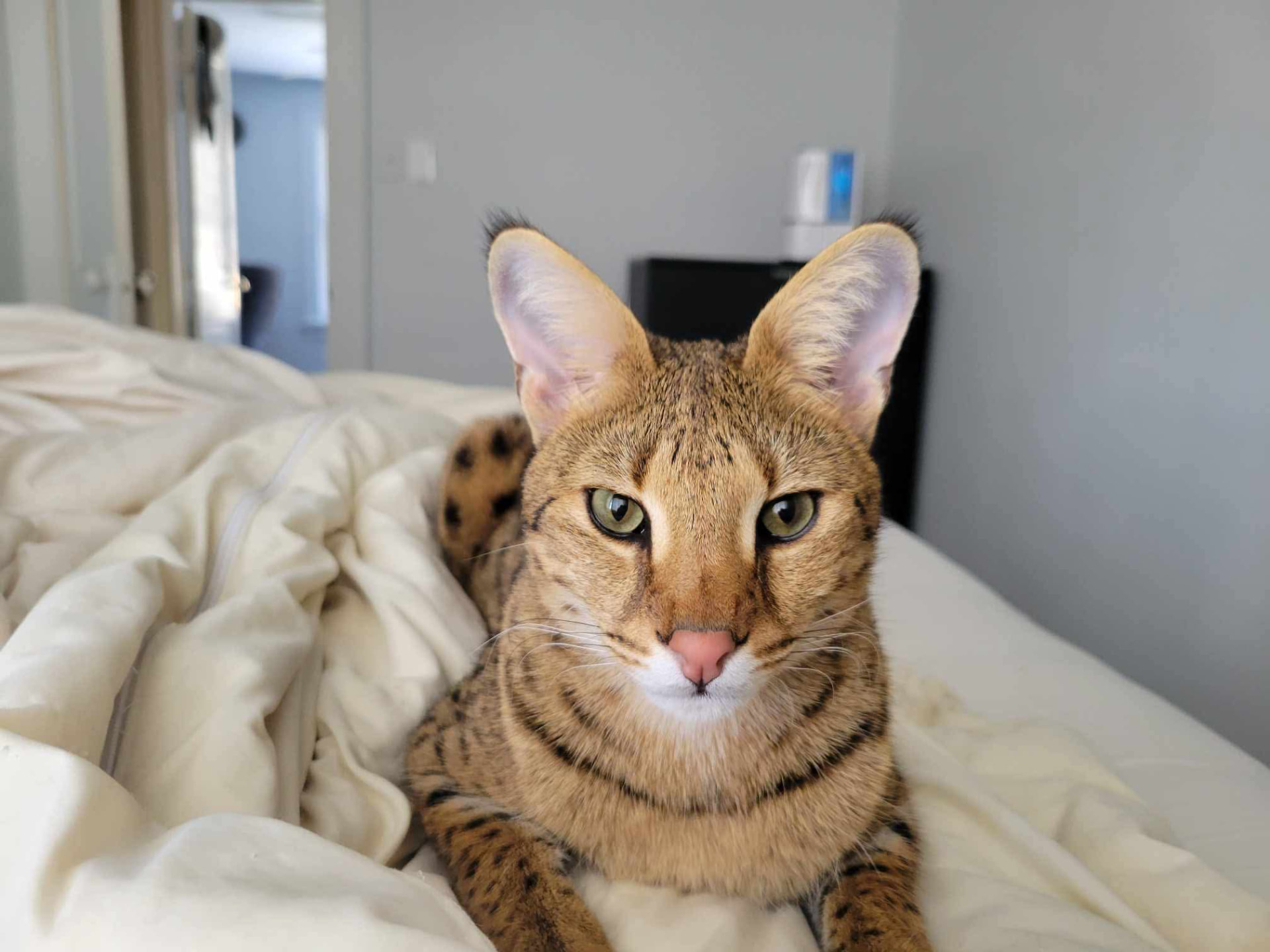 Falcon, F1 Savannah, resting on a bed and looking at the camera