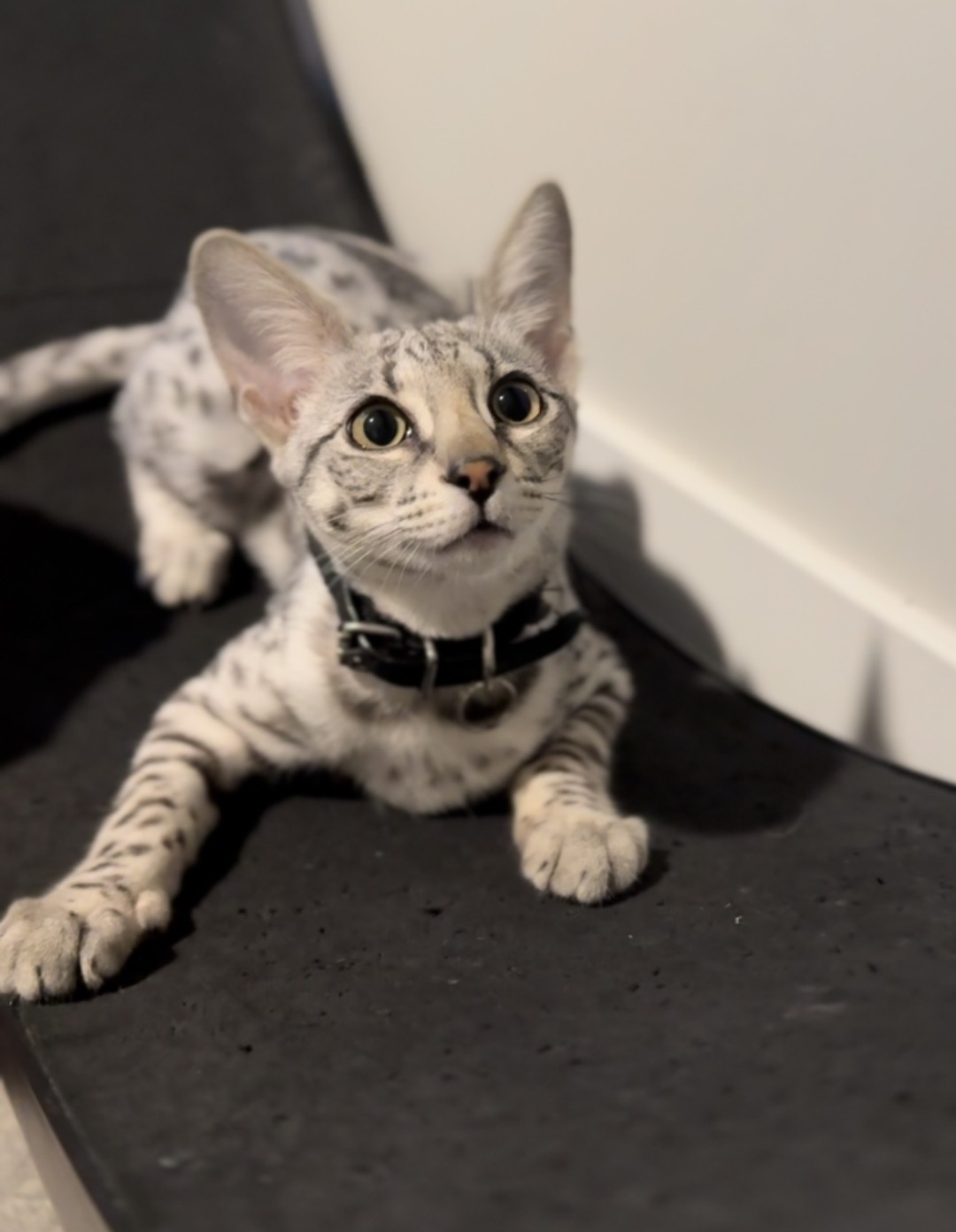 Luna as a kitten