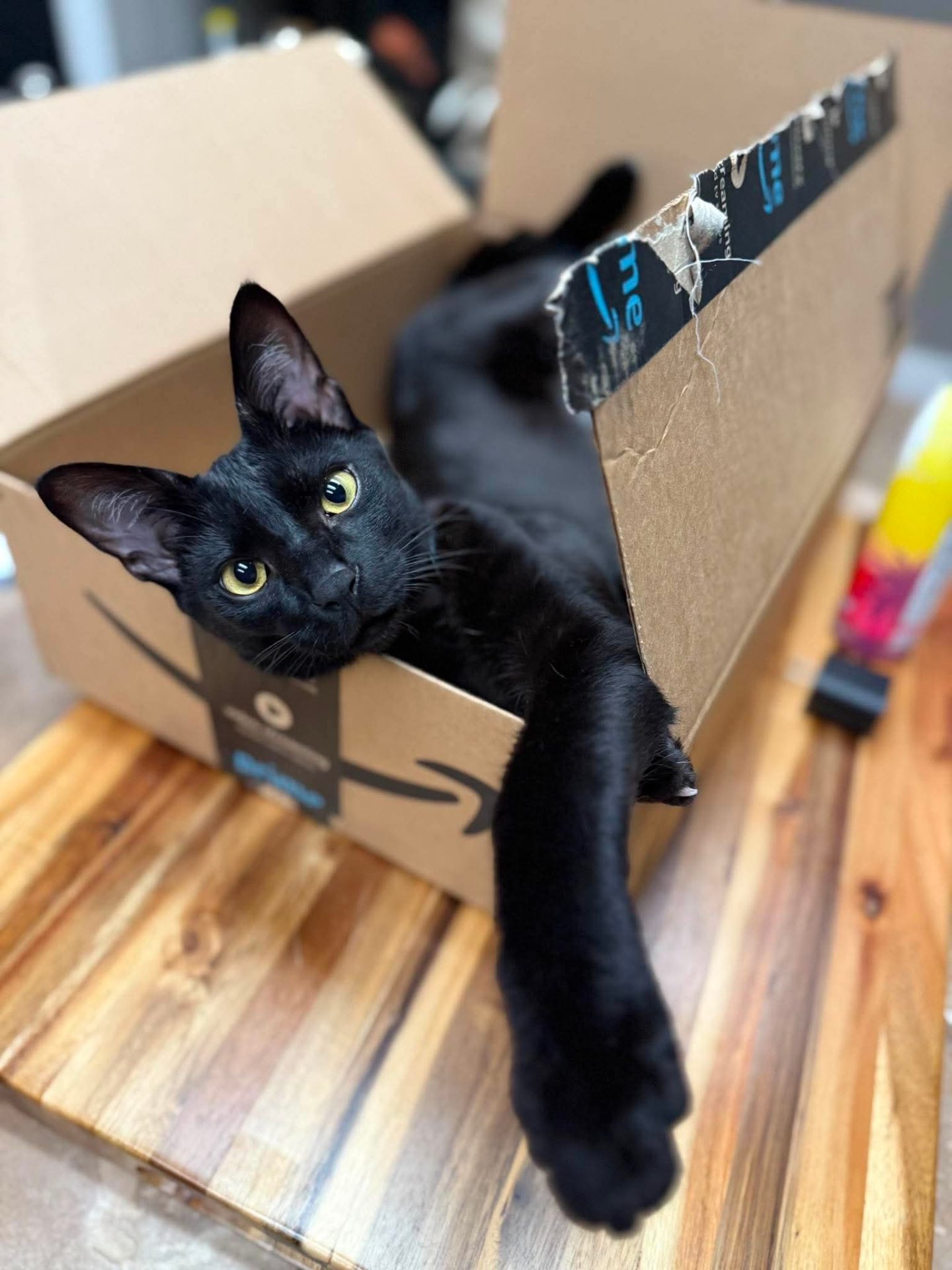 Sabbath lounging inside a cardboard box