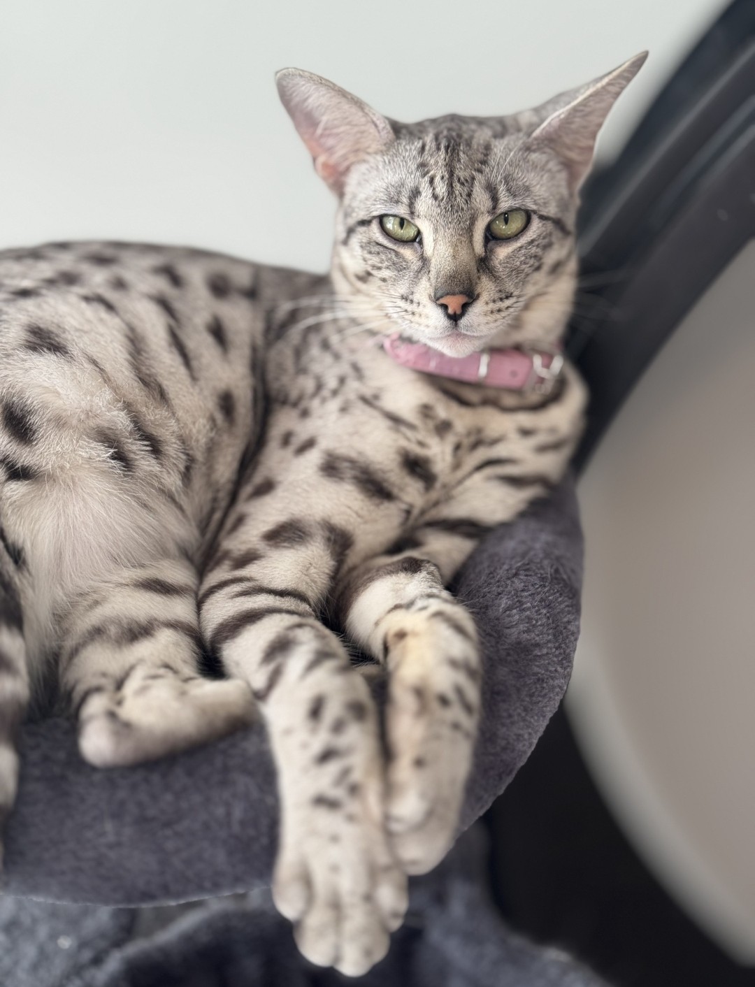Luna, F2 Silver Savannah