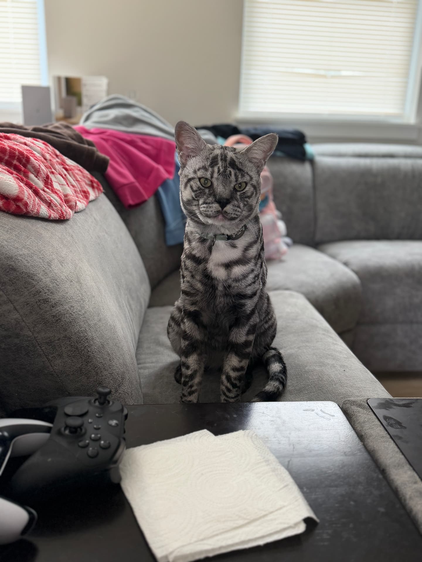 Zilla sitting tall on the couch
