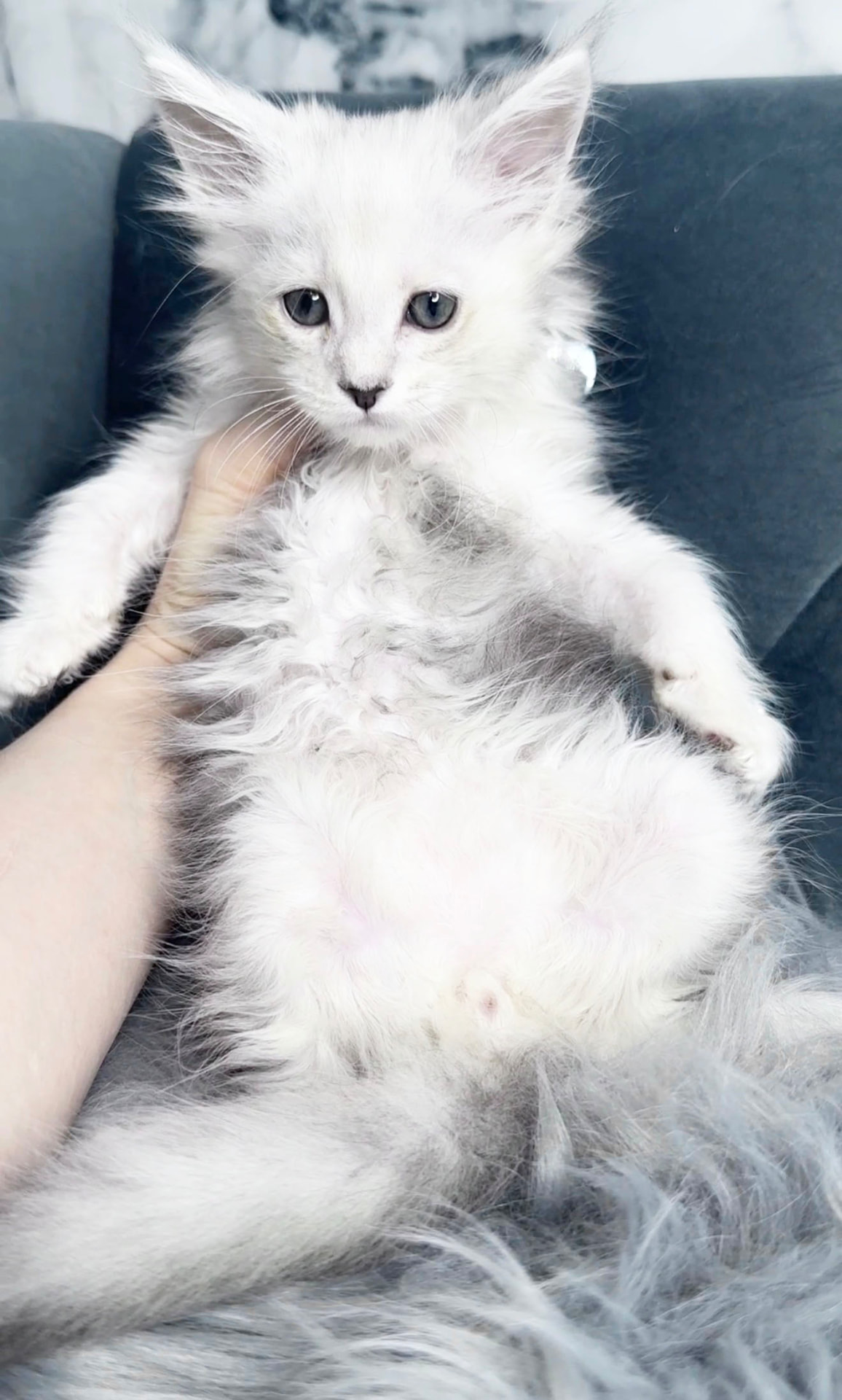 Falkor, photo 4