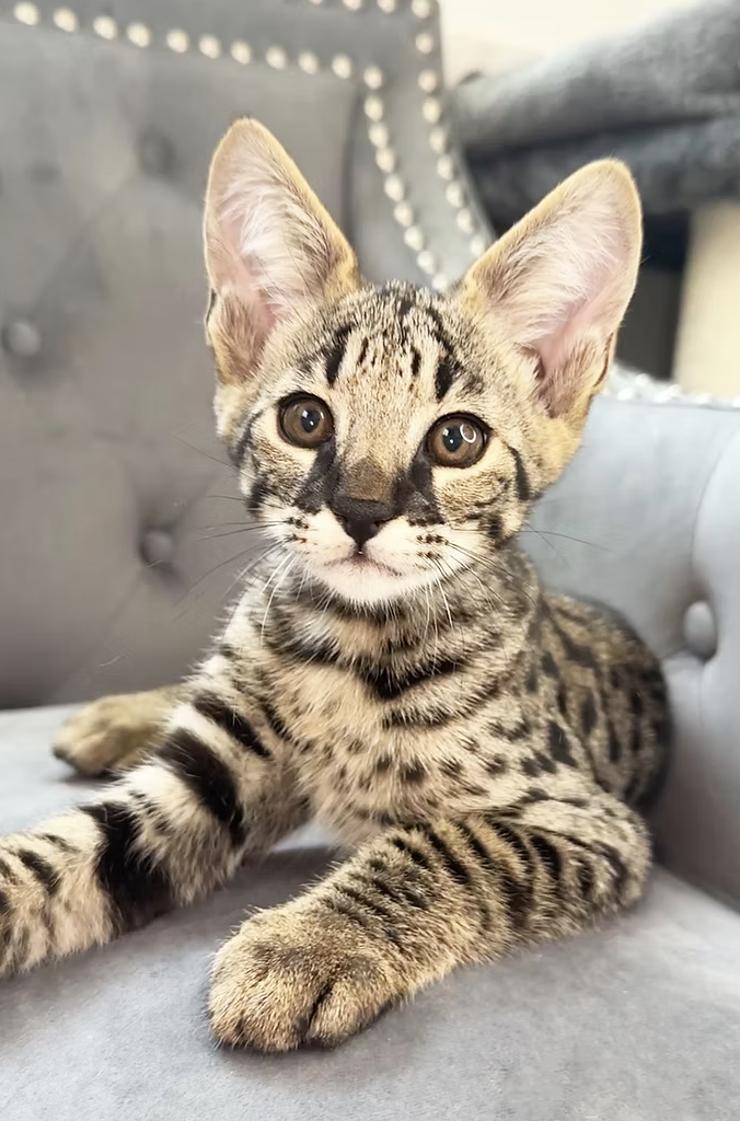 Cairo, F2 Savannah kitten