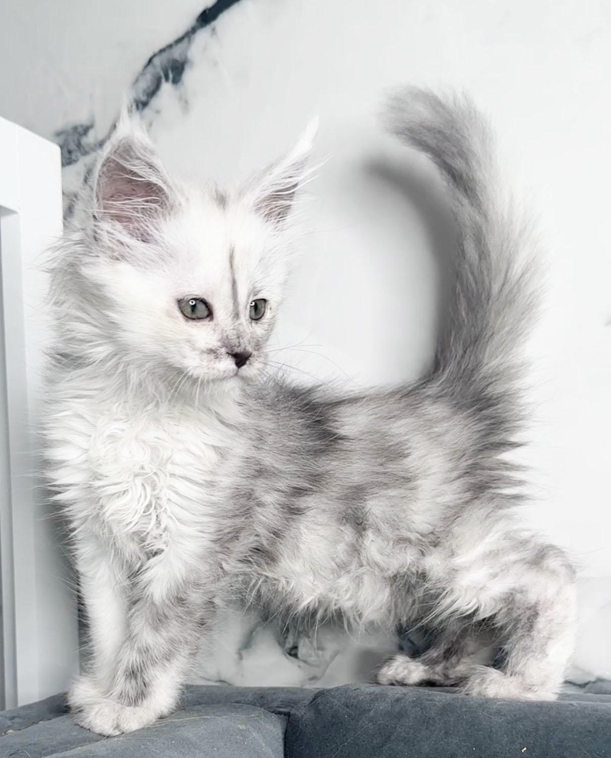 Arrow, European Maine Coon kitten