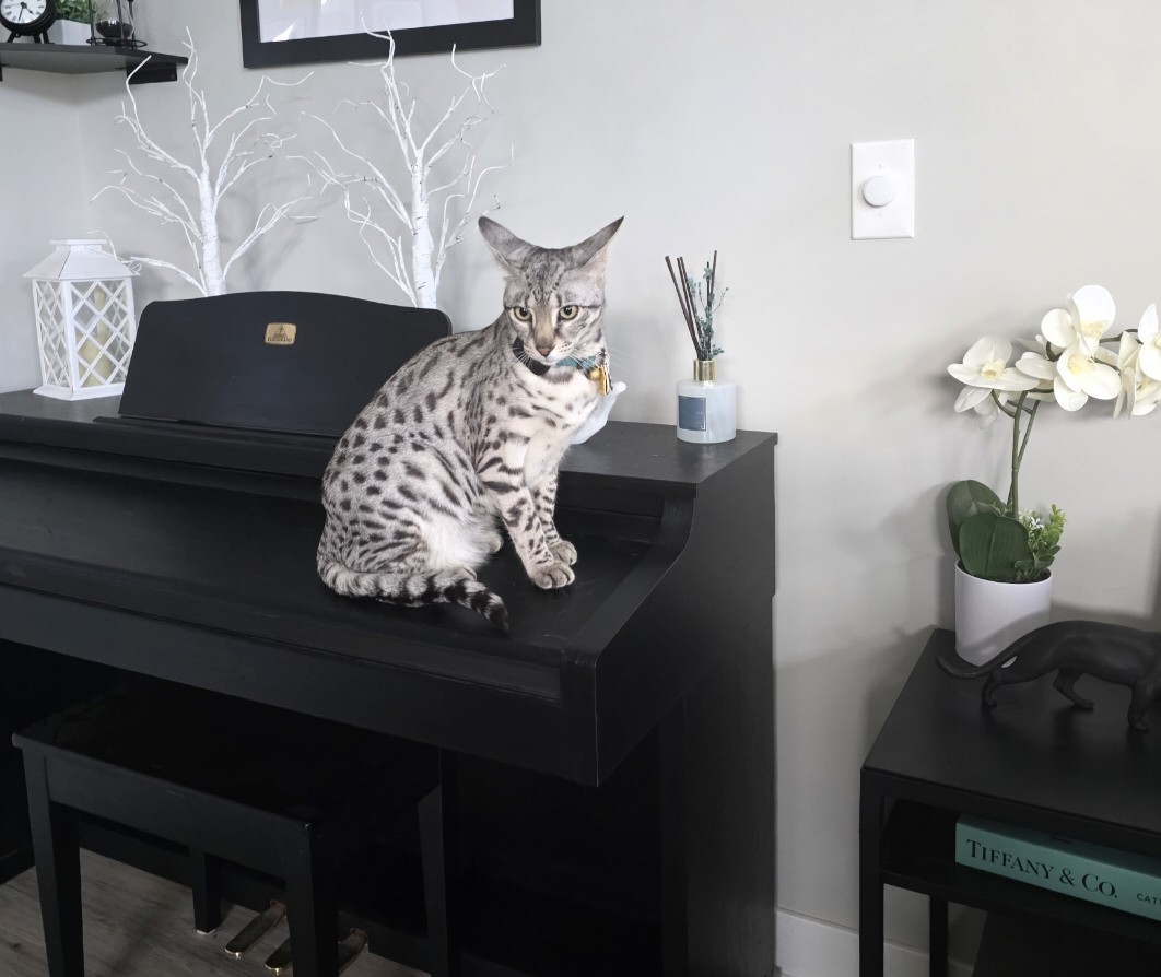 Luna on the piano