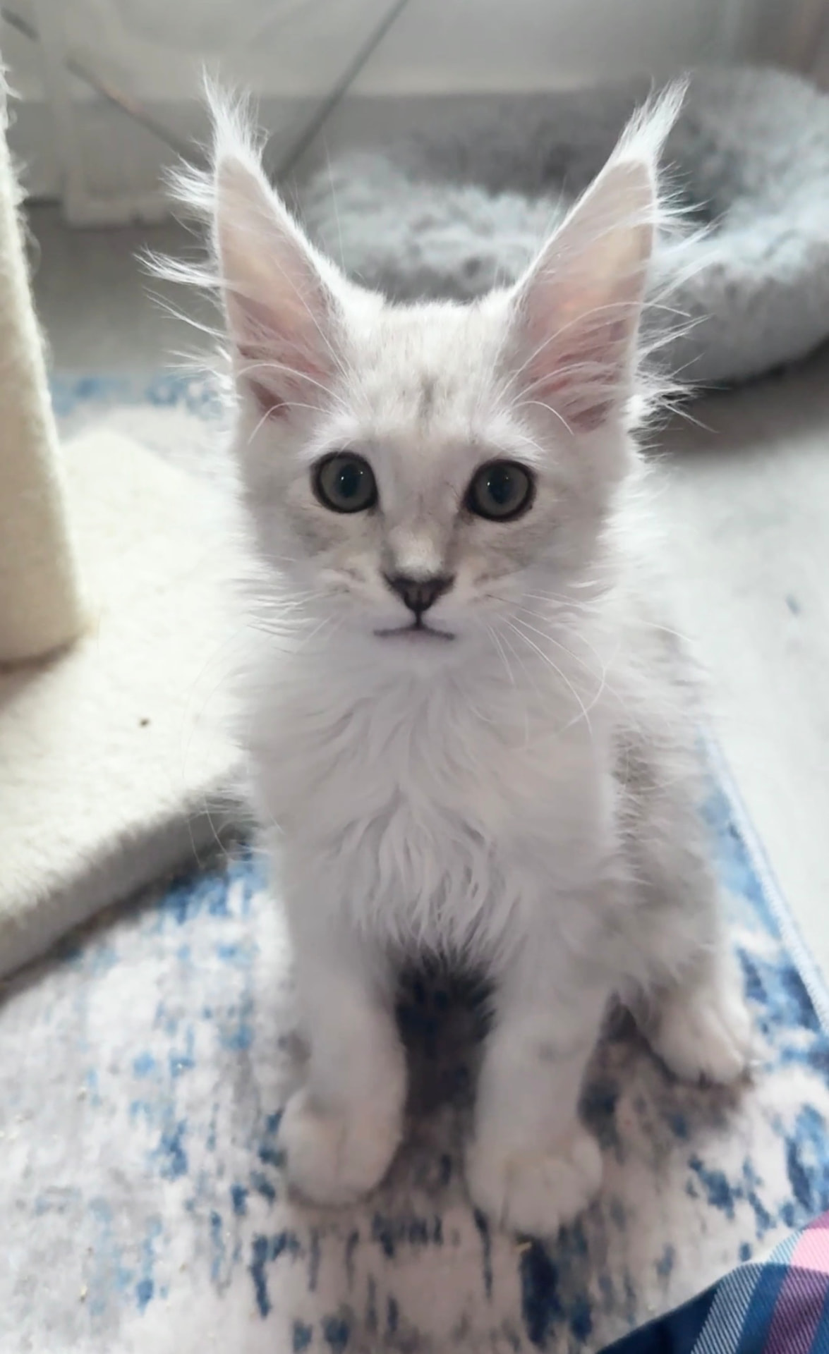 Falkor, photo 3