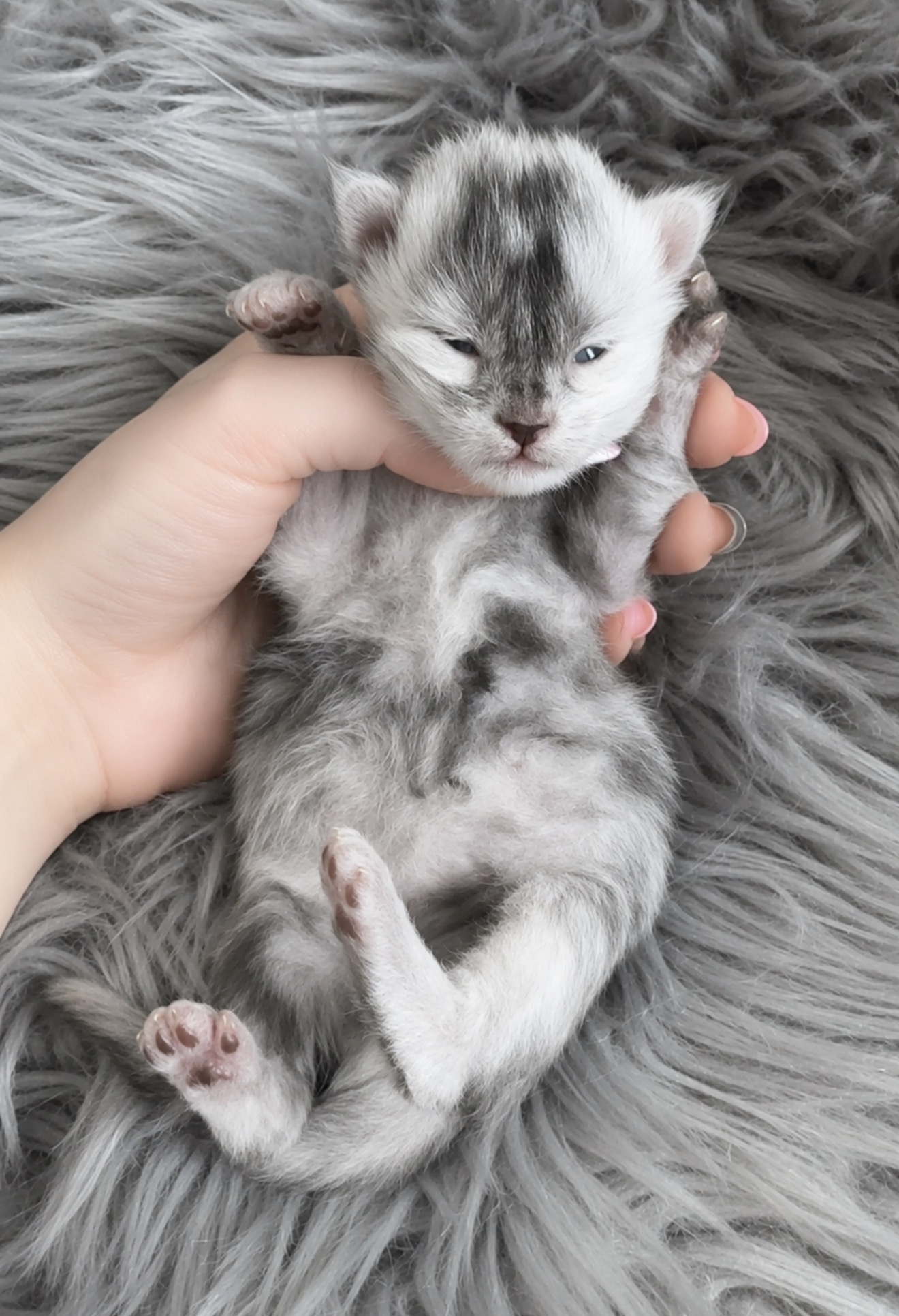Bandit, European Maine Coon kitten