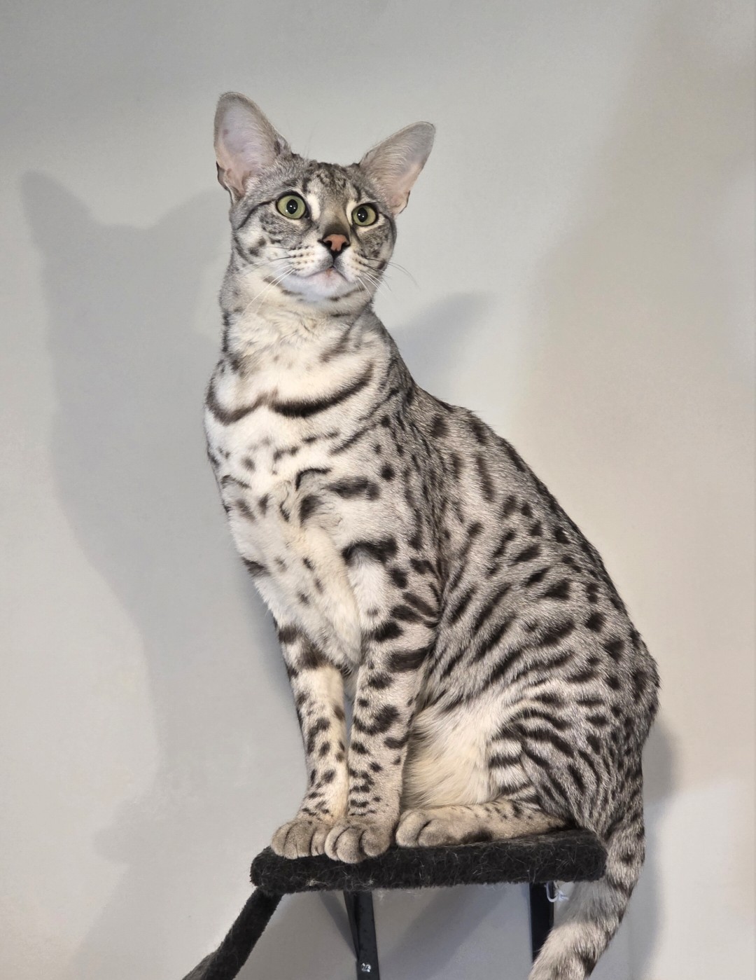 Luna sitting tall
