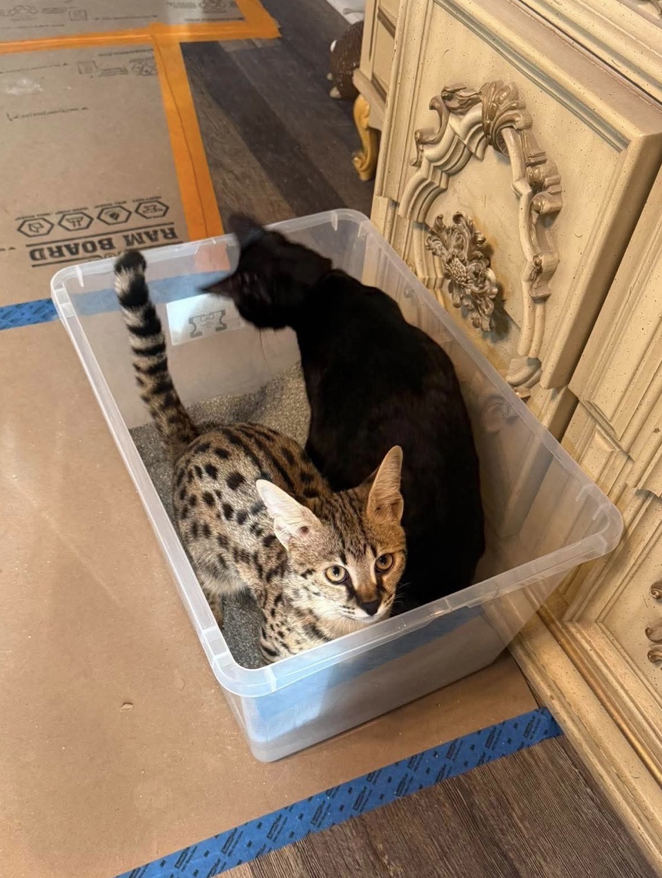 Sabbath and Riot sharing a storage bin together