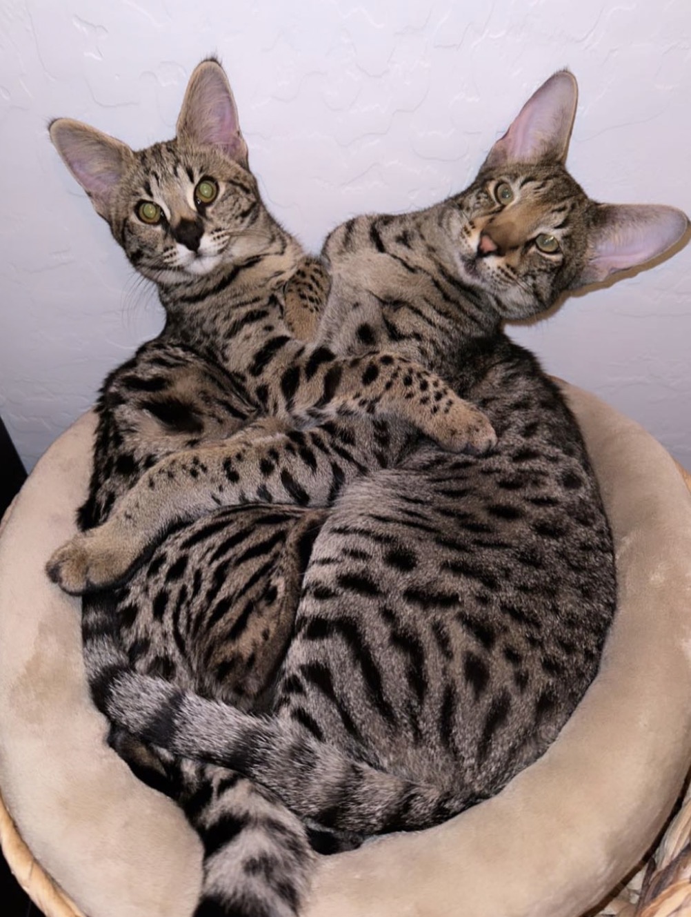 Raj and Leo curled up together in their bed at home