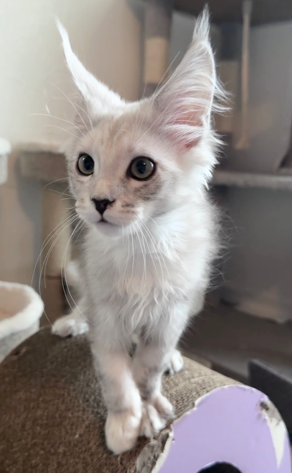 Nimbus, photo 4
