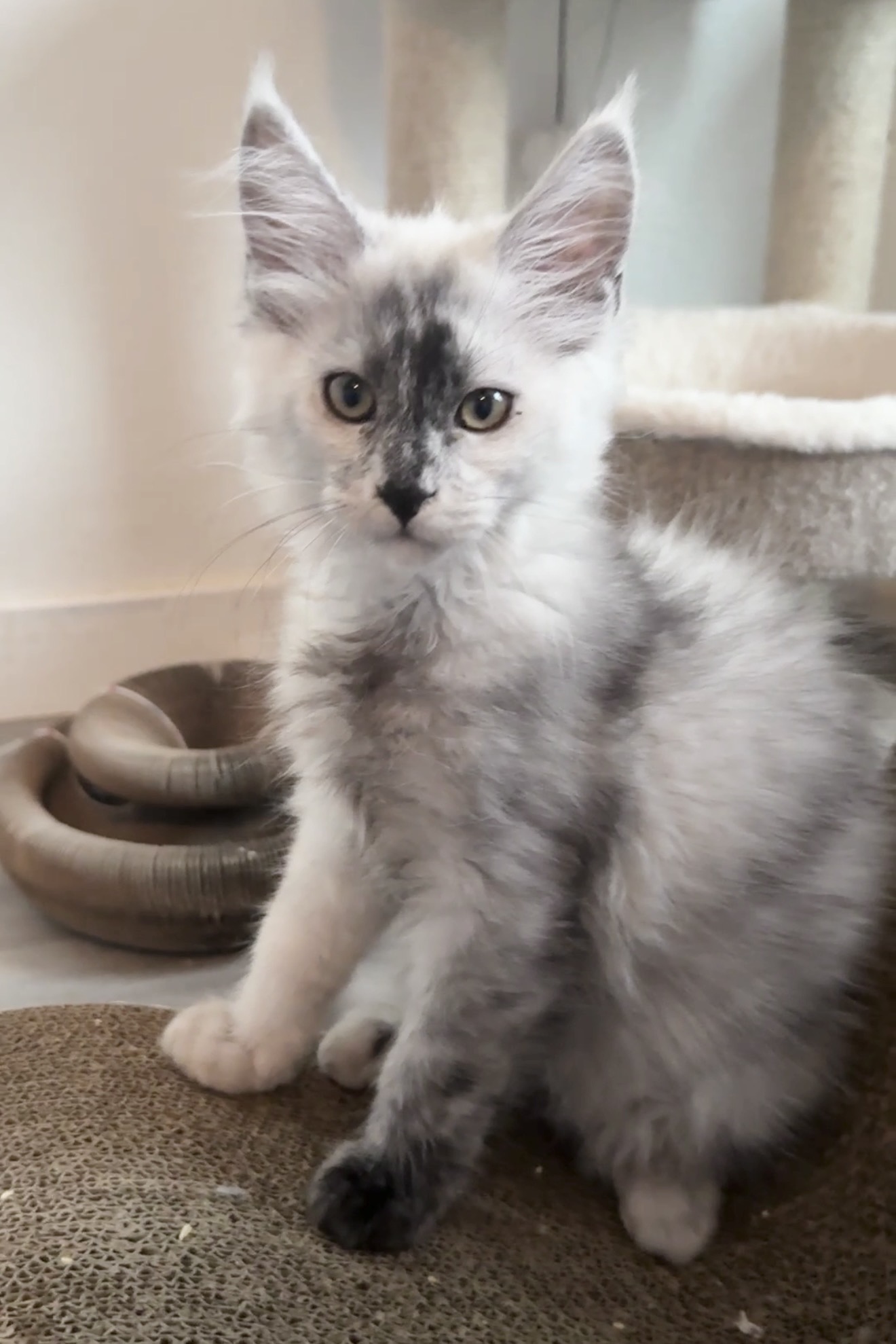 Bandit, European Maine Coon kitten