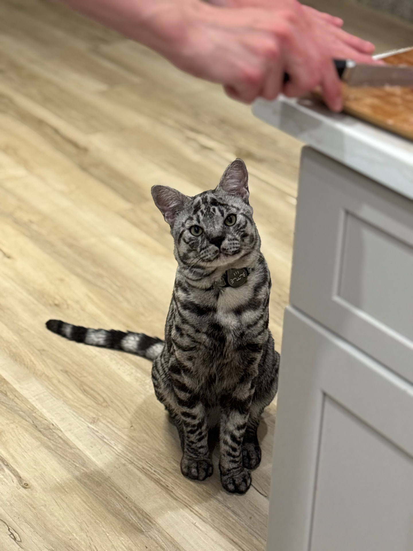 Zilla sitting in the kitchen