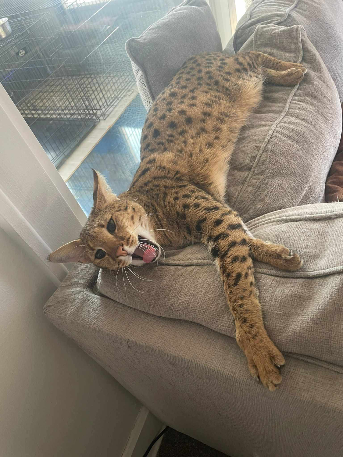 Falcon stretching out in the window with a big yawn