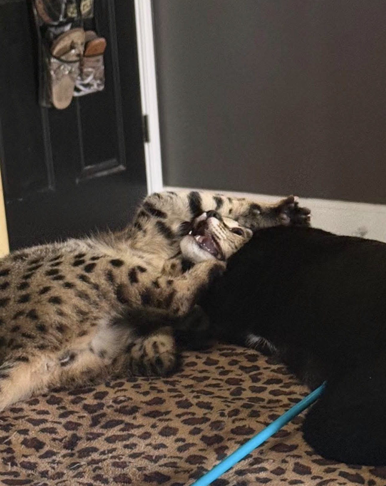 Sabbath and Riot wrestling together on the floor