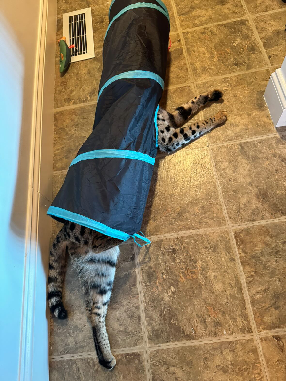 Odin stretched the full length of a play tunnel on the tile floor