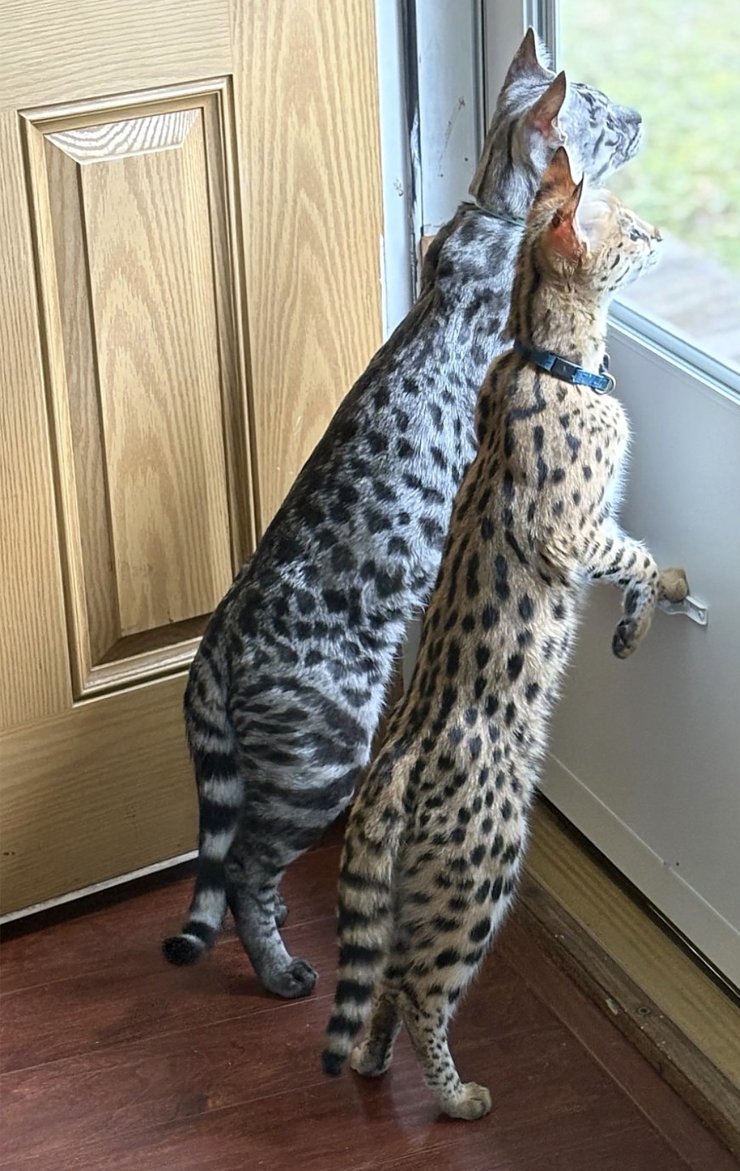 Zilla watching at the window