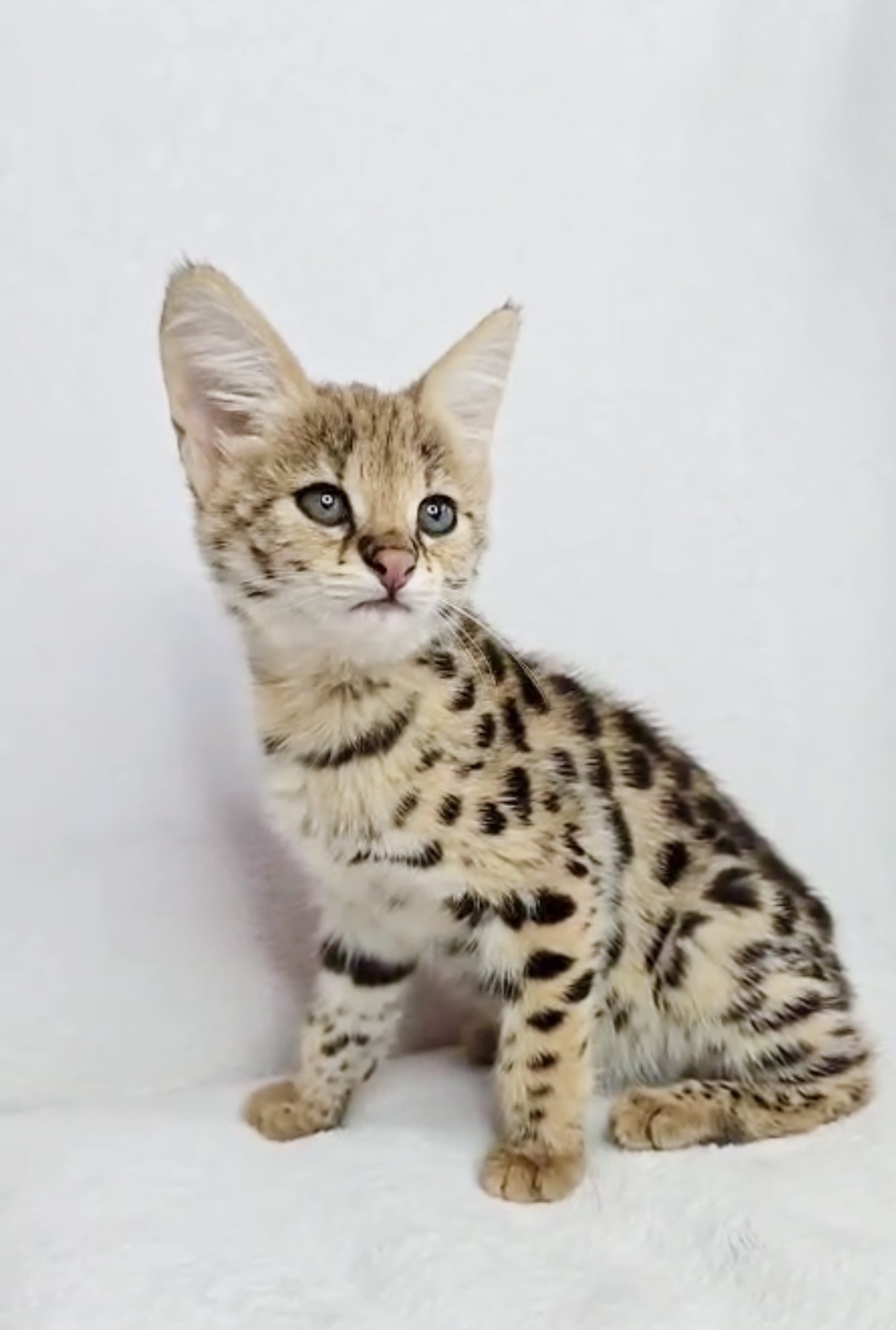 Penelope, photo 8