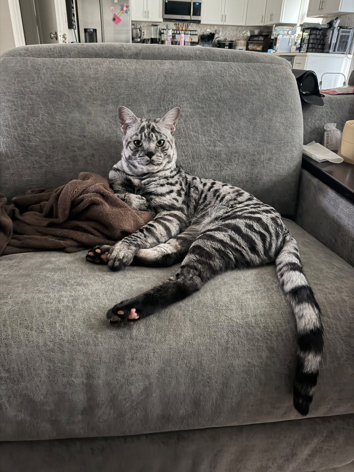 Zilla, F2 Silver Savannah