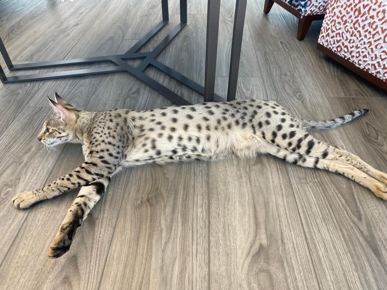 Full length stretch across the floor, showing true size