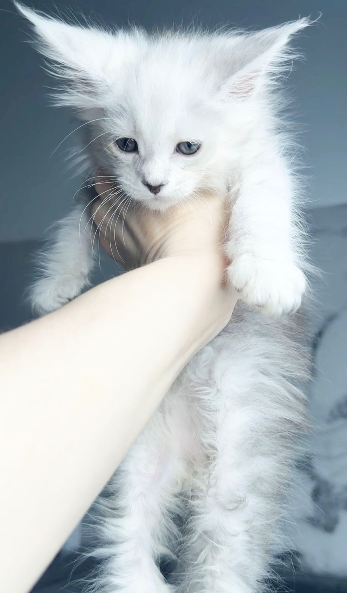 Falkor, European Maine Coon kitten