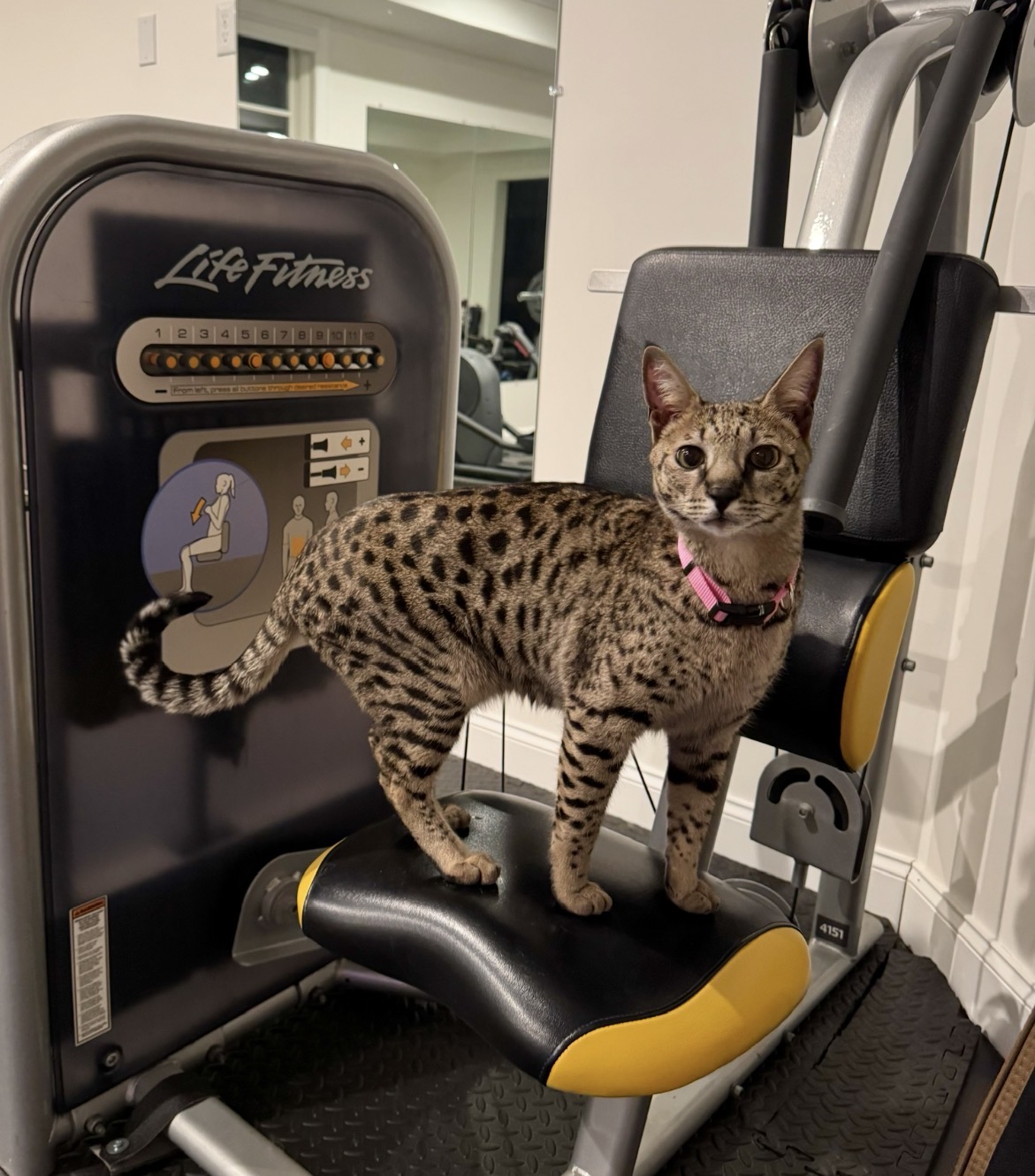 Annabelle standing on the home gym equipment