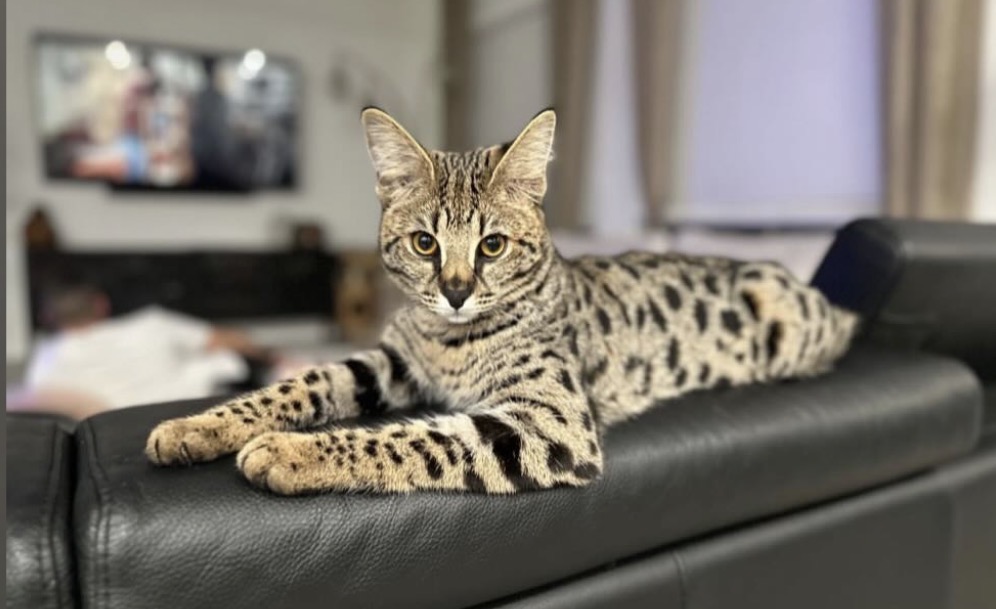 Leo stretched out along the back of the couch