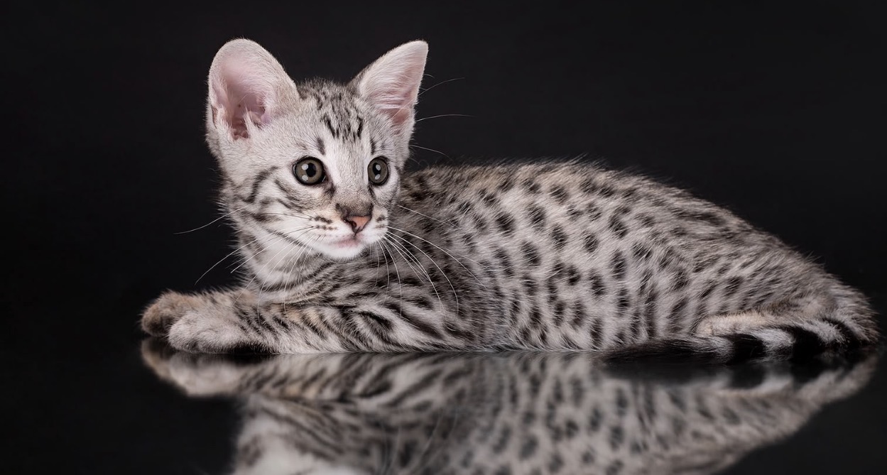 Flint, available silver male F2 Savannah kitten at Luxury Savannahs