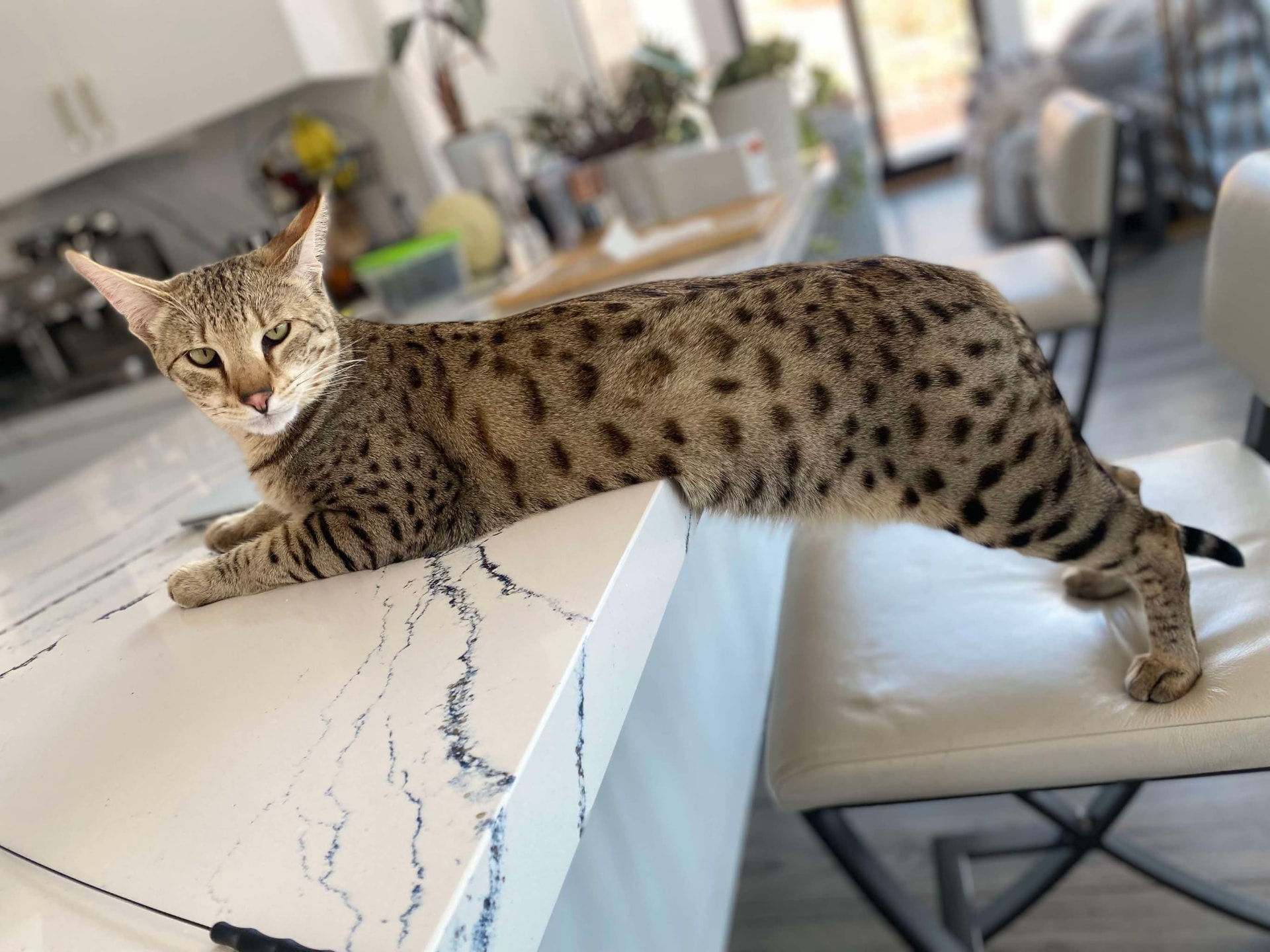 Stretched full length along the kitchen counter