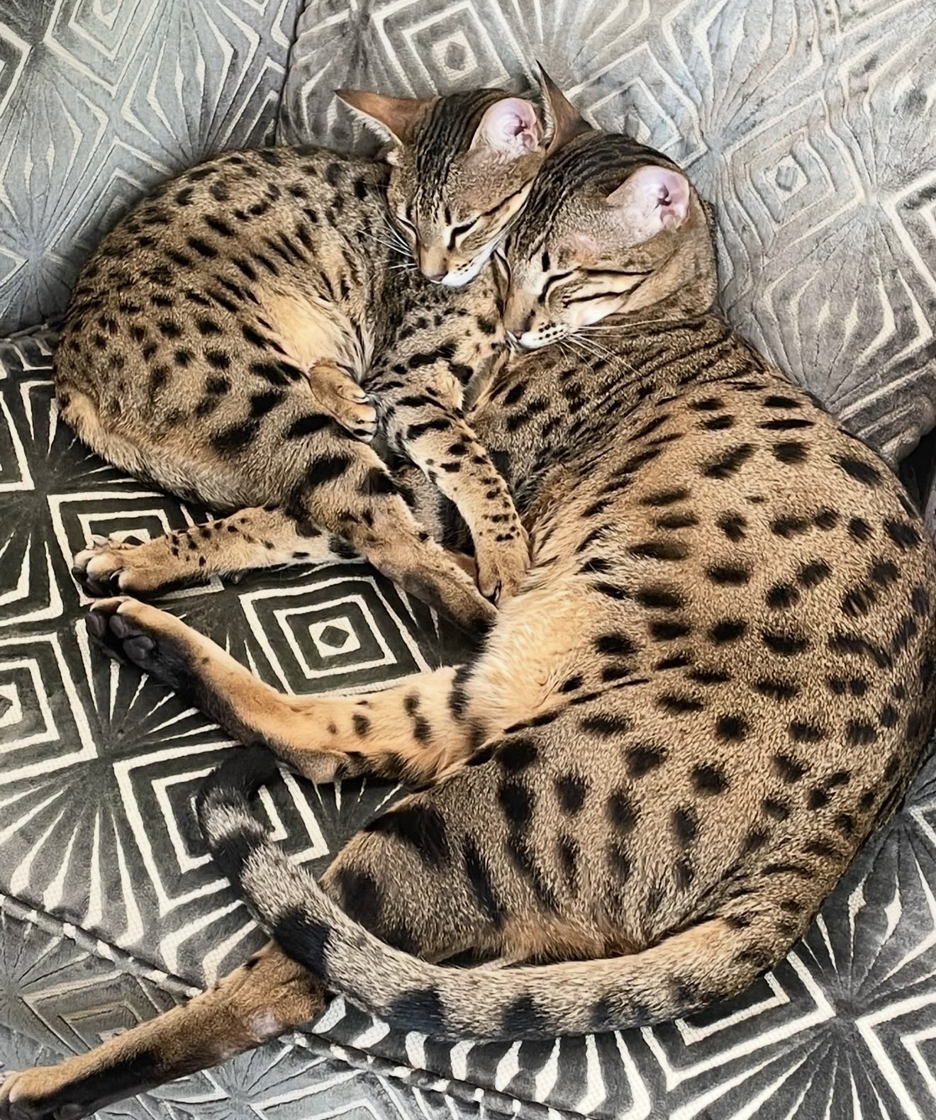 Two F4 SBT Savannah cats curled up together at home