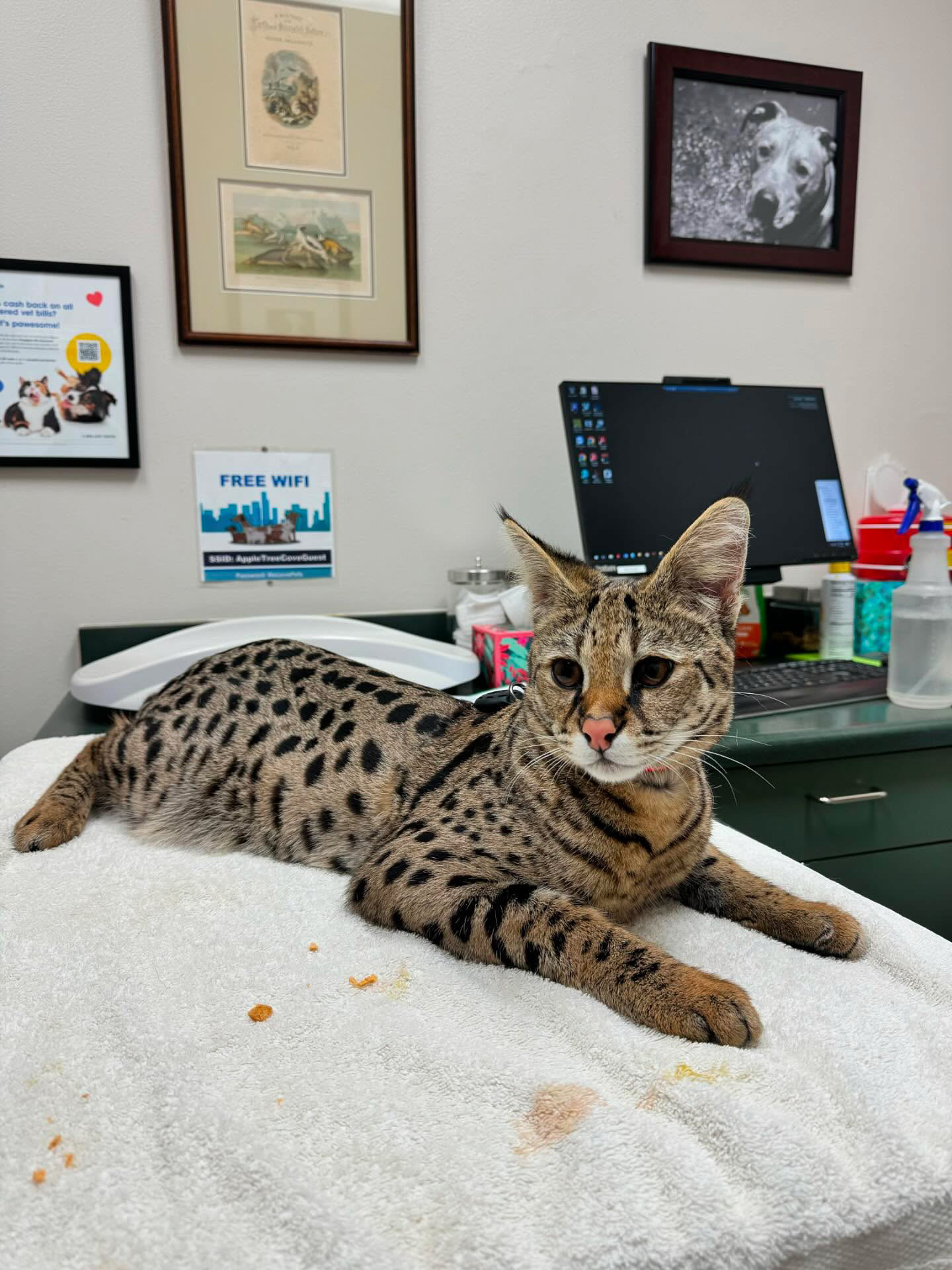 Odin resting calmly on the examination table during a routine veterinary visit