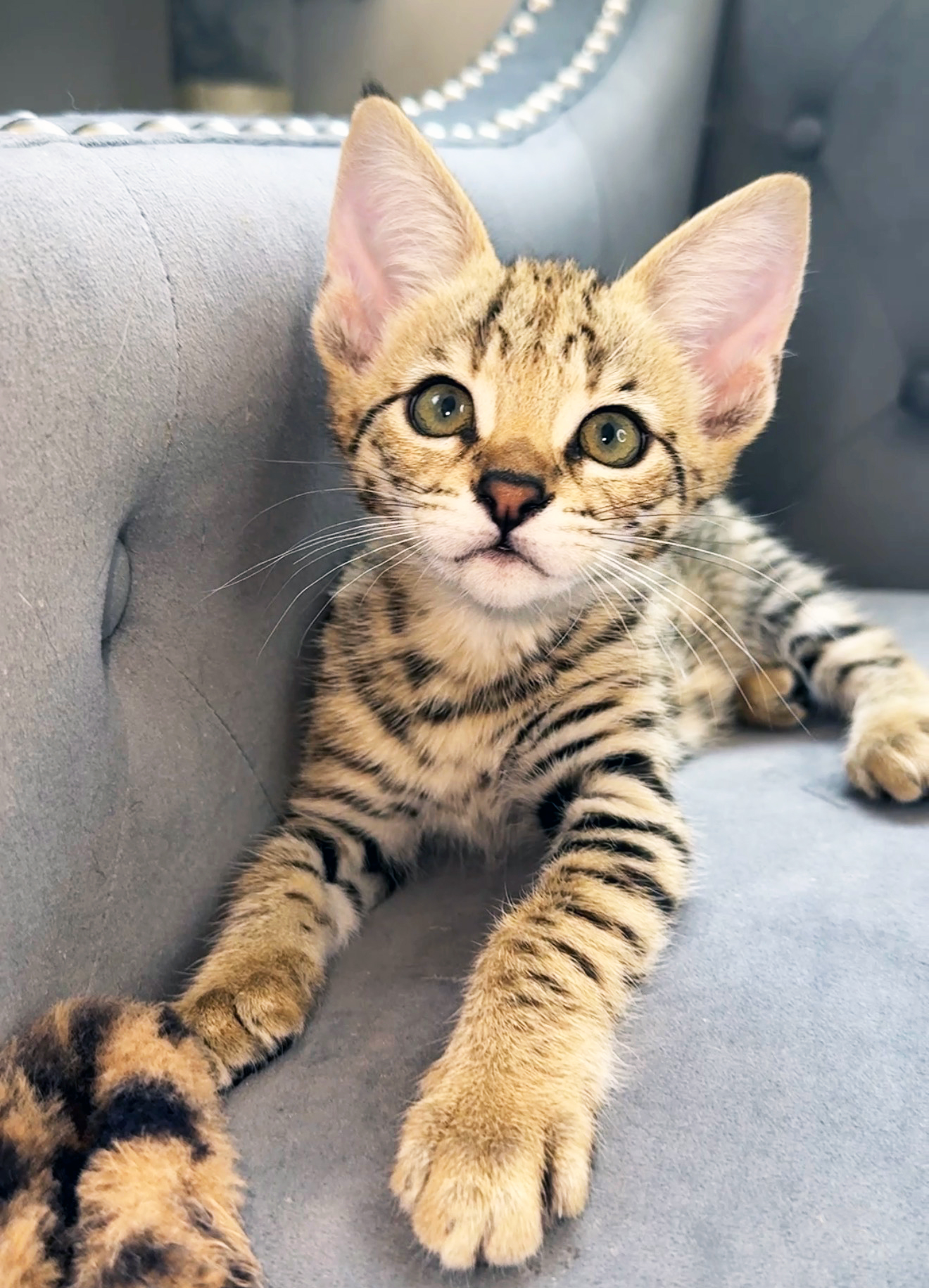 Zaria, F2 Savannah kitten