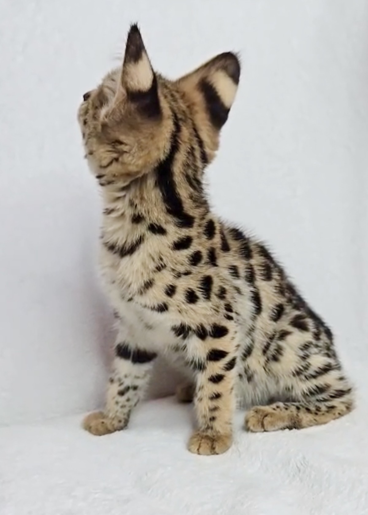 Penelope, photo 10