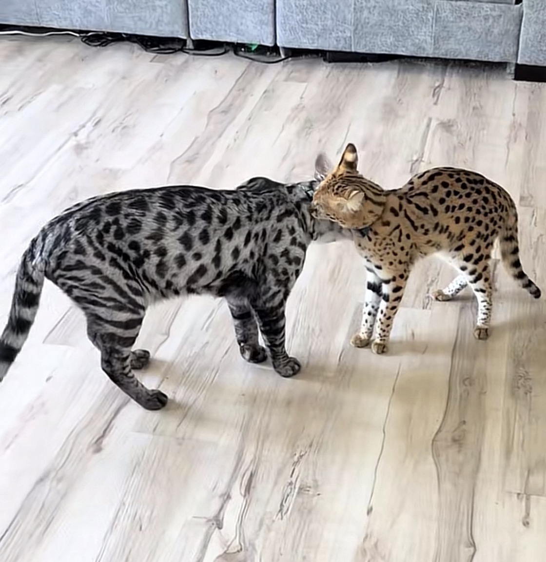 Zilla with a feline friend