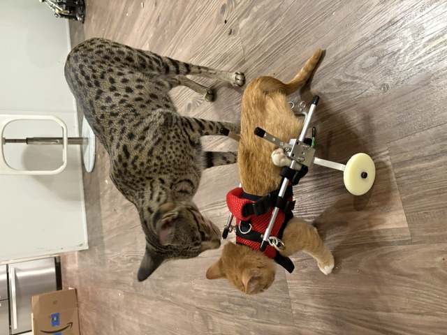 Muffin gently investigating a small foster kitten
