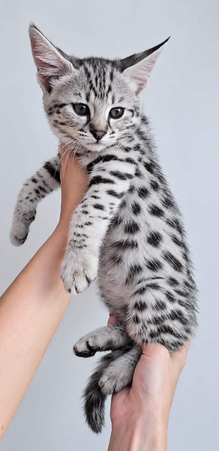 Celeste, F1 Savannah kitten