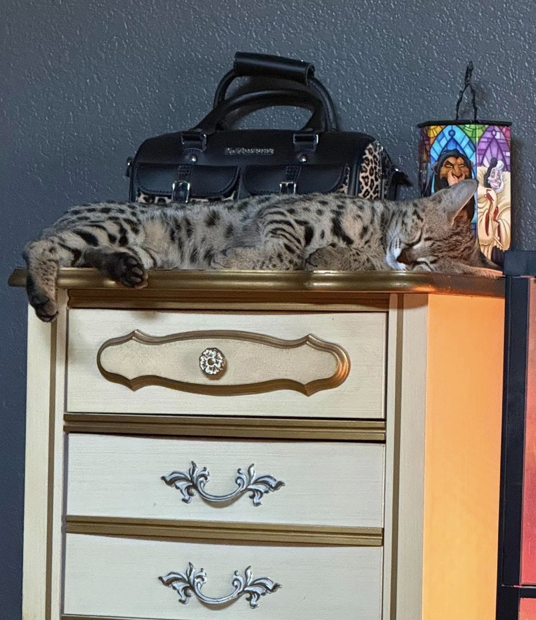 Riot asleep on top of a dresser after a long morning of fetch