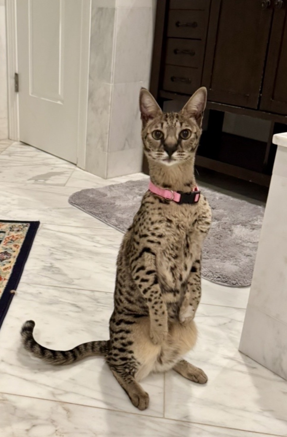 Annabelle, F2 Savannah, sitting tall on a marble floor