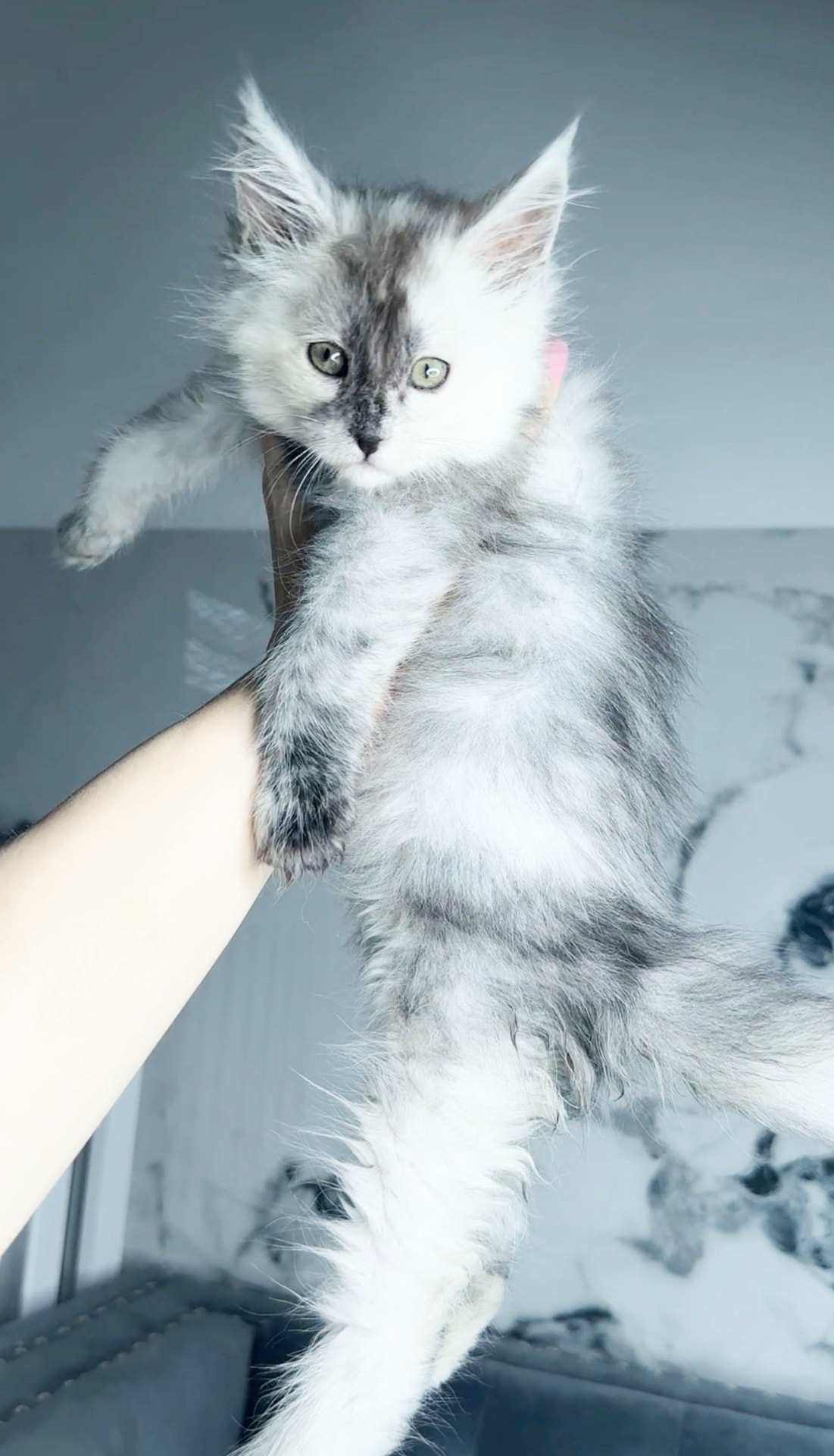 Bandit, photo 2