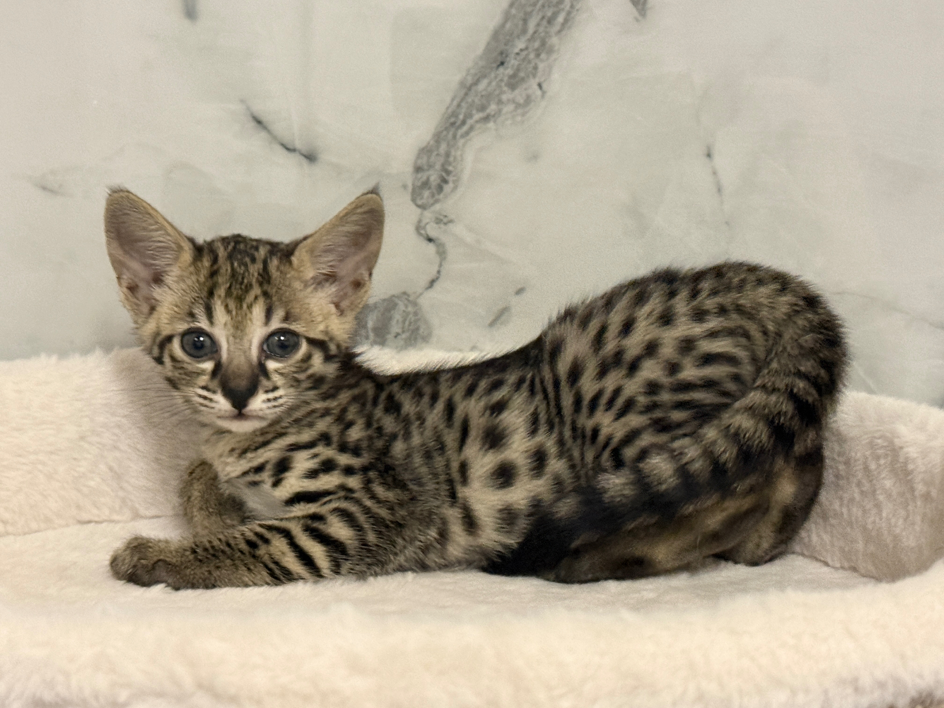 Duchess, F2 Savannah kitten