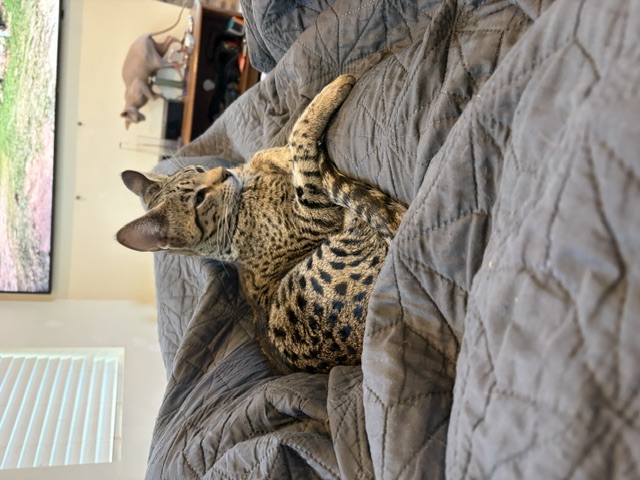 Muffin, F2 Brown Spotted Tabby Savannah, resting on a gray sofa